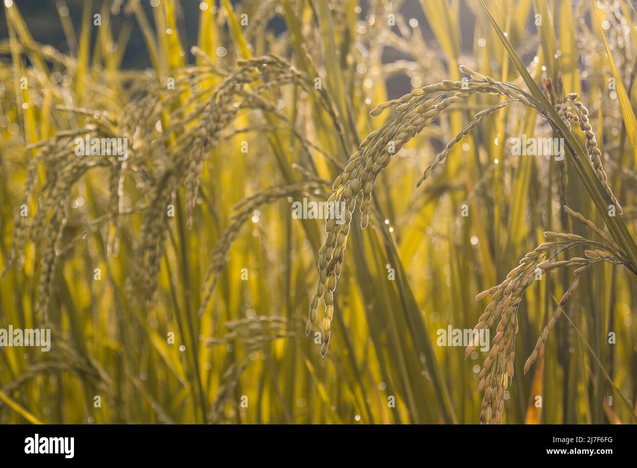 Goldene Reisfelder am Morgen. Stockfoto