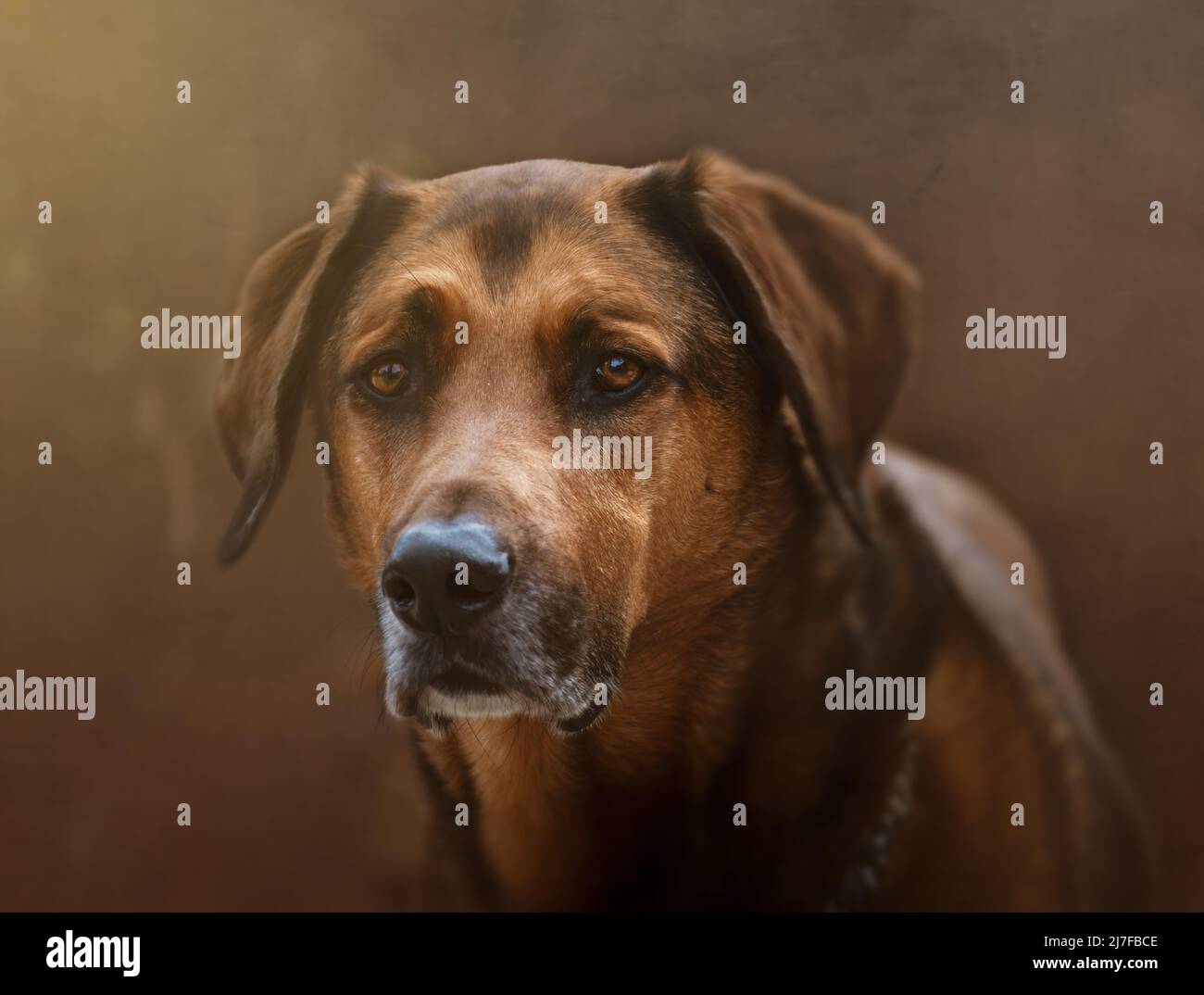 Schönes Porträt eines großen malinois Kreuzhundes mit Textur Hintergrund. Stockfoto