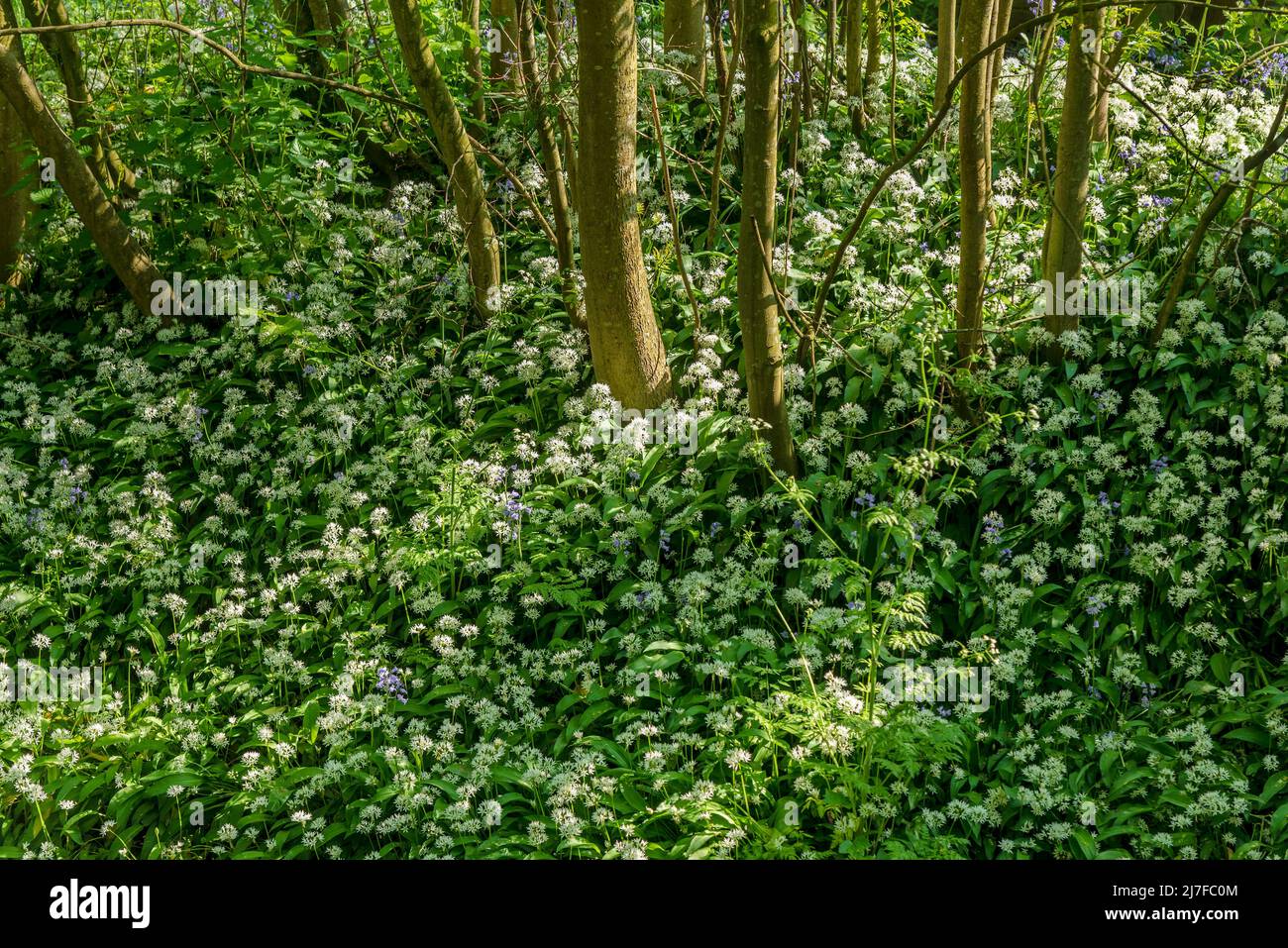 Ein Fleck wilder Knoblauchblüten. Stockfoto