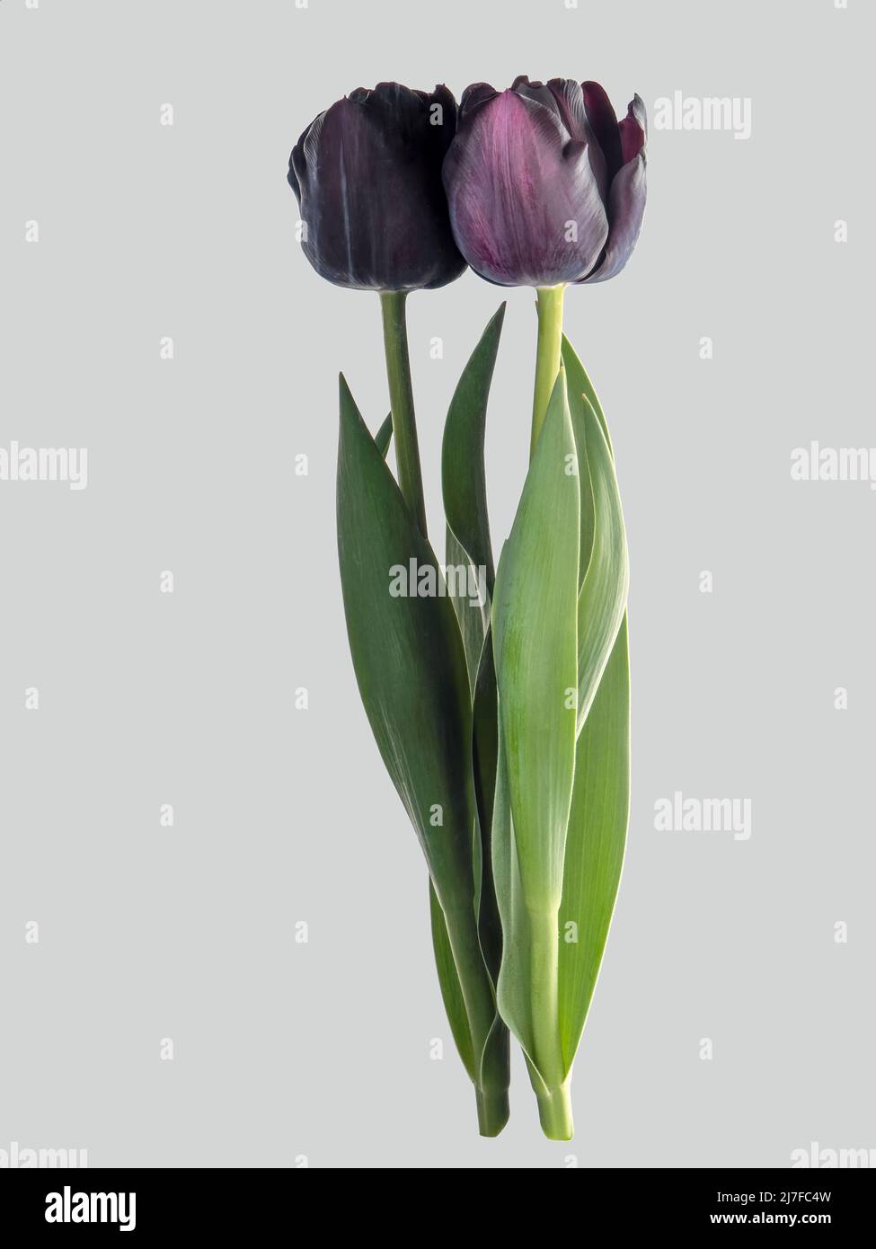 Eine dunkelviolette, schwarze Tulpe mit eigener Spiegelung. Stockfoto