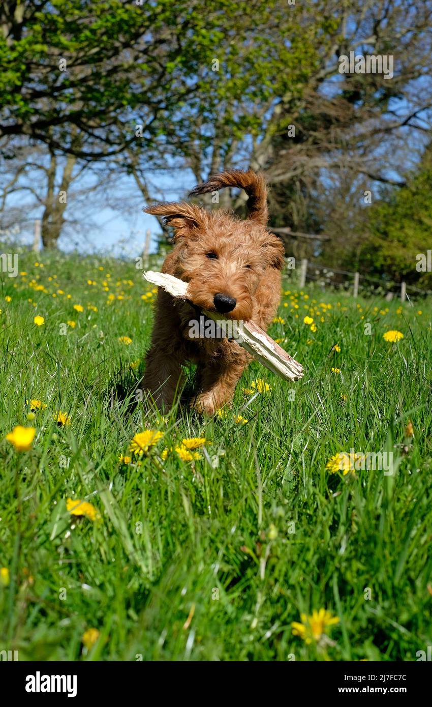 Niedlicher irischer Terrier Welpe Hund läuft mit Stock in ländlicher Umgebung Stockfoto