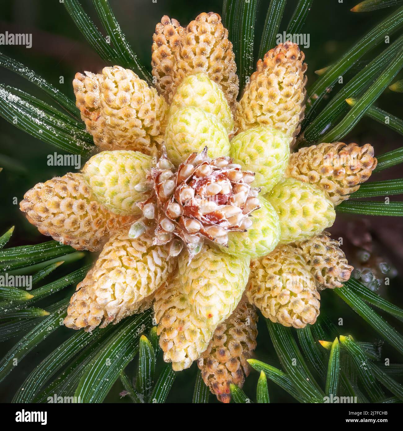 Detail der Blüten der Zwergkiefer mit Pollen und Kiefernnadeln im Frühjahr Stockfoto