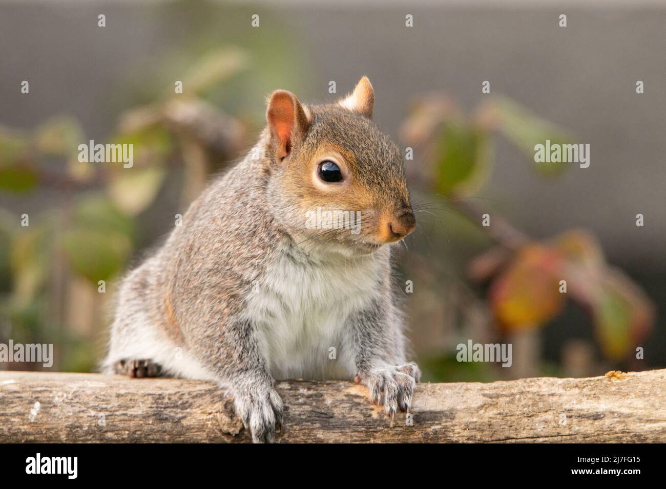 Gray Squirrel Climbing in a British Garden, Frühjahr 2022 Stockfoto