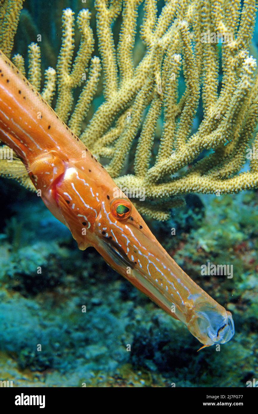 Trompetenfisch (Aulostomus maculatus), in einem karibischen Korallenriff, Kuba, Karibik, Karibisches Meer Stockfoto