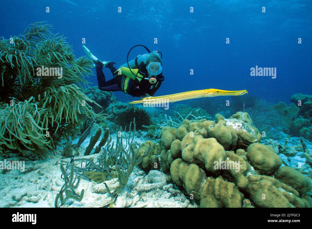 Taucher und ein Trompetenfisch (Aulostomus maculatus) in einem karibischen Korallenriff, Kuba, Karibisches Meer, Karibik Stockfoto
