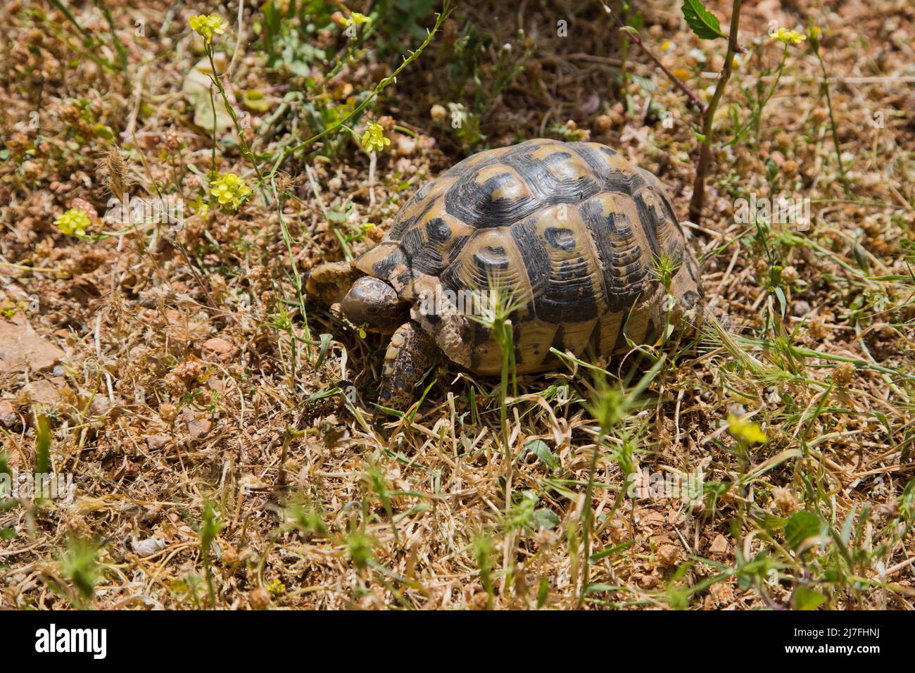 Nahaufnahme einer Schildkröte mit Spurthighed oder einer griechischen Schildkröte (Testudo graeca) in einem Feld. Fotografiert in Israel im März Stockfoto
