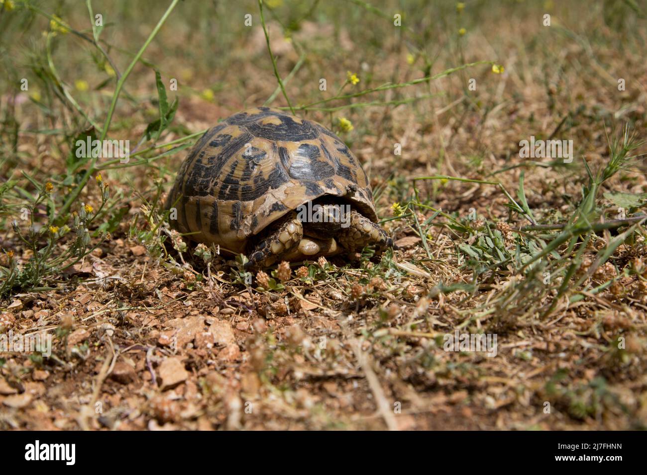 Nahaufnahme einer Schildkröte mit Spurthighed oder einer griechischen Schildkröte (Testudo graeca) in einem Feld. Fotografiert in Israel im März Stockfoto