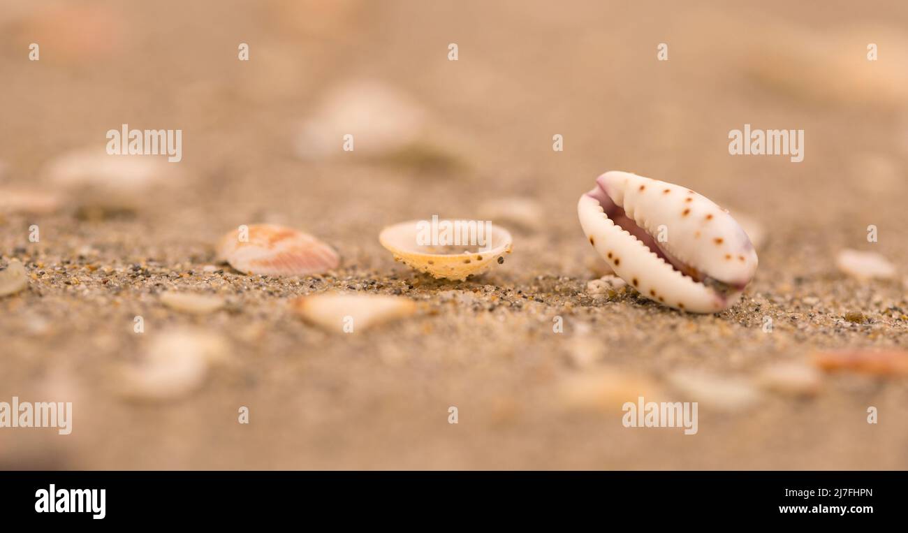 Mund geformt Muschel eine Meeresschnecke Lamellaria am Strand fotografiert am Mittelmeer, Israel Stockfoto