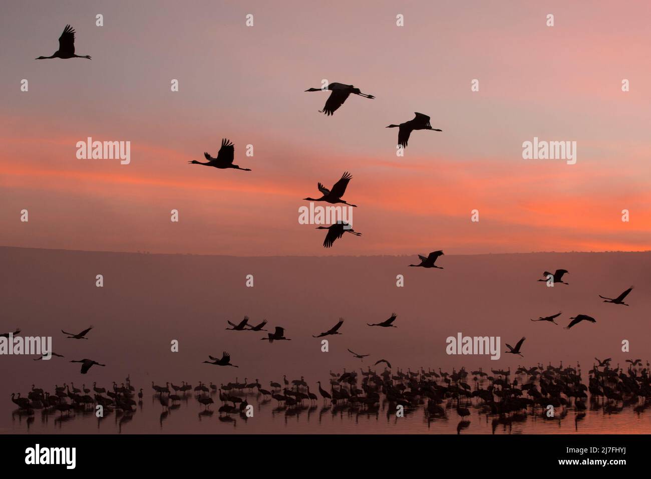 Der gewöhnliche Kran (Grus grus), auch bekannt als der eurasische Kran, der bei Sonnenuntergang silhouettiert wurde. Fotografiert im Februar im Hula Valley, Israel Stockfoto