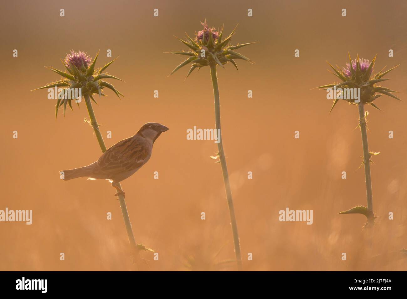 Haus Sparrow auf einer Distel Silhouette bei Sonnenuntergang Stockfoto