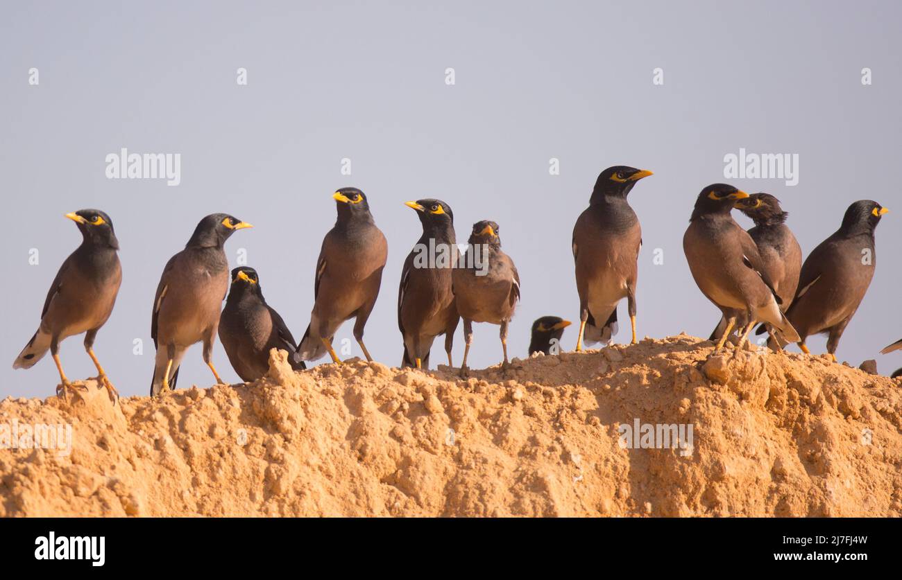 Gemeinsame myna (Acridotheres Tristis oder Indischen Myna). Dieser Vogel ist heimisch im südlichen Asien von Afghanistan bis Sri Lanka. Die Myna ist eingeführt worden Stockfoto