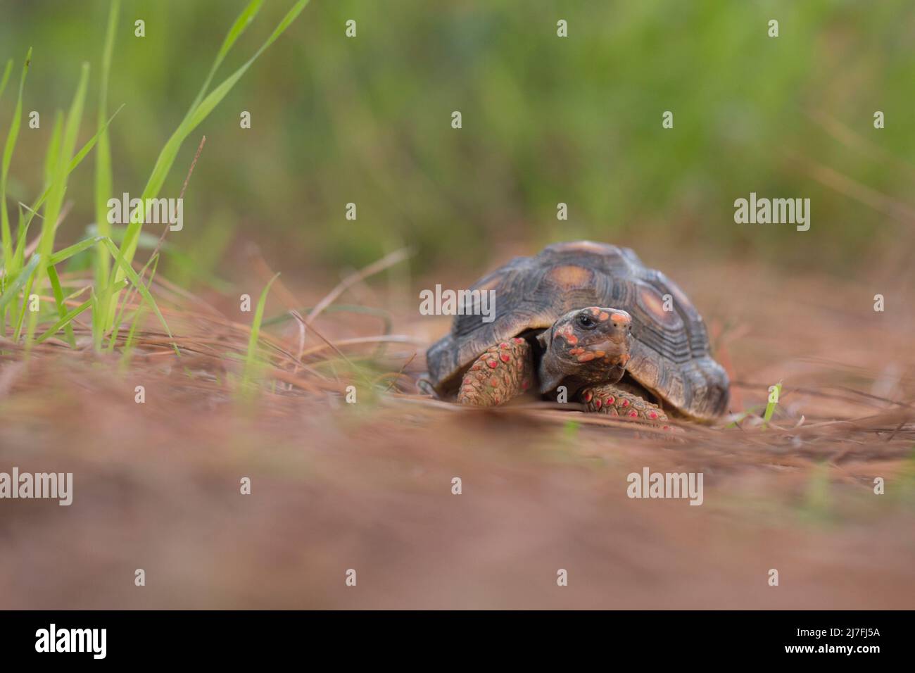 Die Rotfußschildkröte (Chelonoidis carbonarius) ist eine Schildkrötenart aus dem Norden Südamerikas. Sie werden im Volksmund als Haustiere gehalten, und überkoll Stockfoto