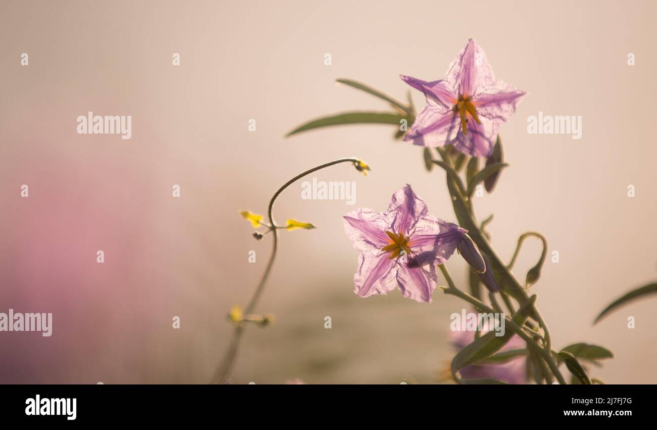 Invasive Trompillo, Solanum eleagnifolium, ist auch als Silberblatt-Nachtschatten bekannt. Fotografiert in Israel Stockfoto