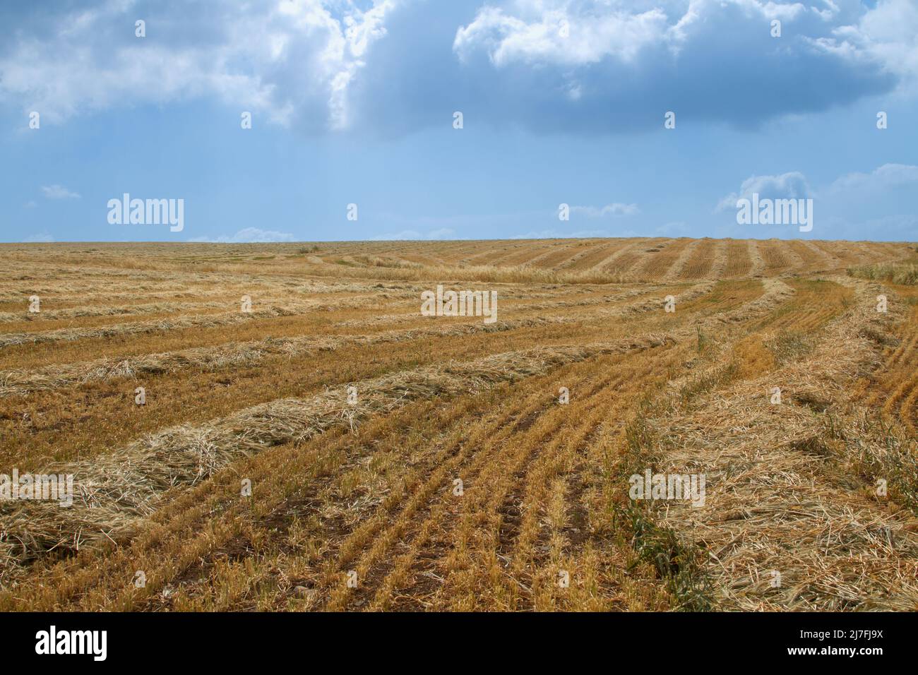 Gerstenernte. Fotografiert in Israel im April Gerste (Hordeum vulgare), ein Mitglied der Grasfamilie, ist ein großes Getreide in gemäßigten gewachsen Stockfoto