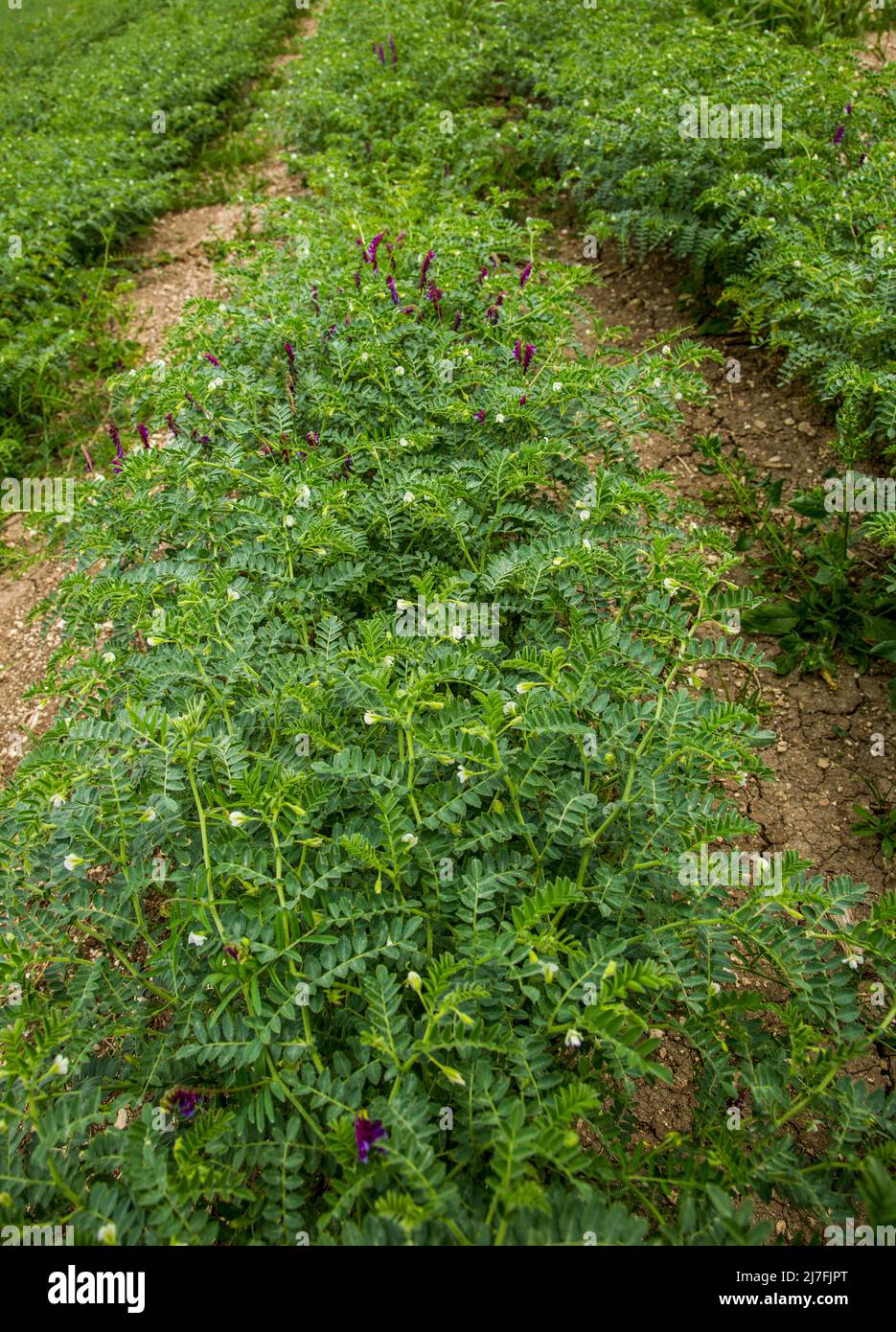 Ein Feld von Kichererbsen die Kichererbsen oder Kichererbsen (Cicer arietinum) sind eine einjährige Hülsenfrucht der Familie Fabaceae, Unterfamilie Faboideae.Ihre verschiedenen Arten A Stockfoto