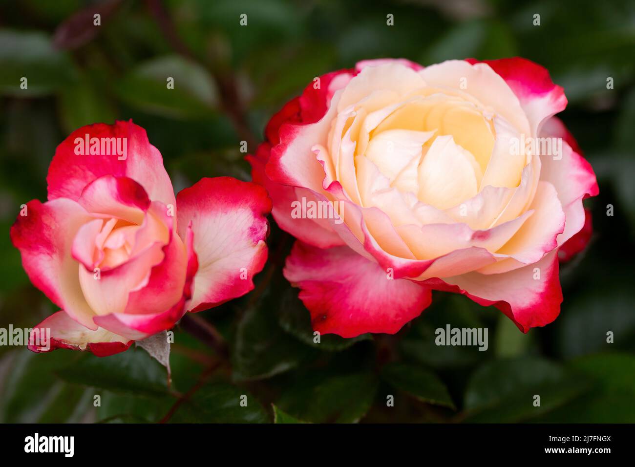 Rot-weiße Rosen blühen im Garten Stockfoto
