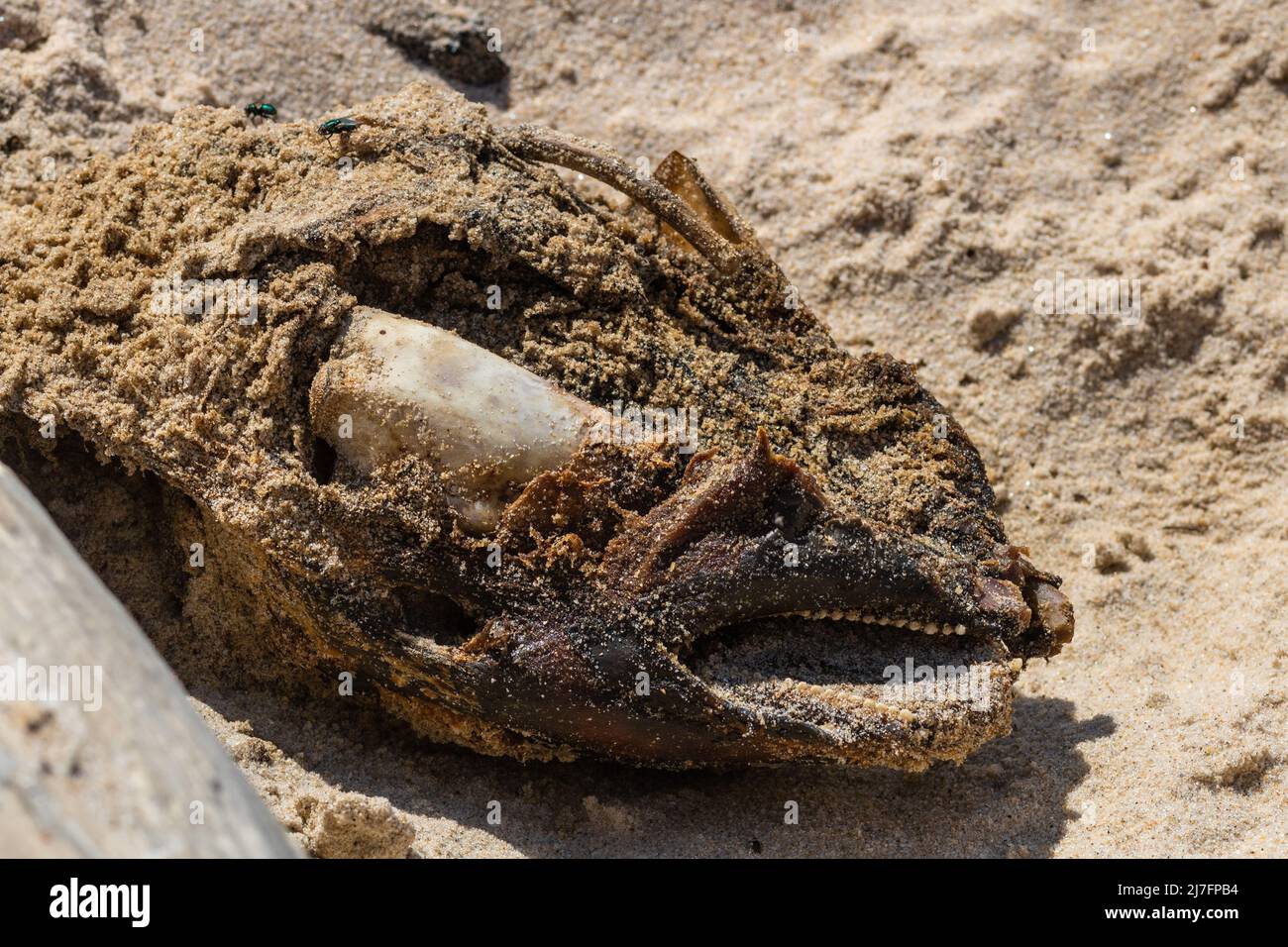 Die vergrabenen Überreste eines toten Schweinswals wurden im fortgeschrittenen Stadium der Zersetzung an Land gewaschen, wobei sichtbare Teile des Kopfes aus dem Sand herausragen Stockfoto