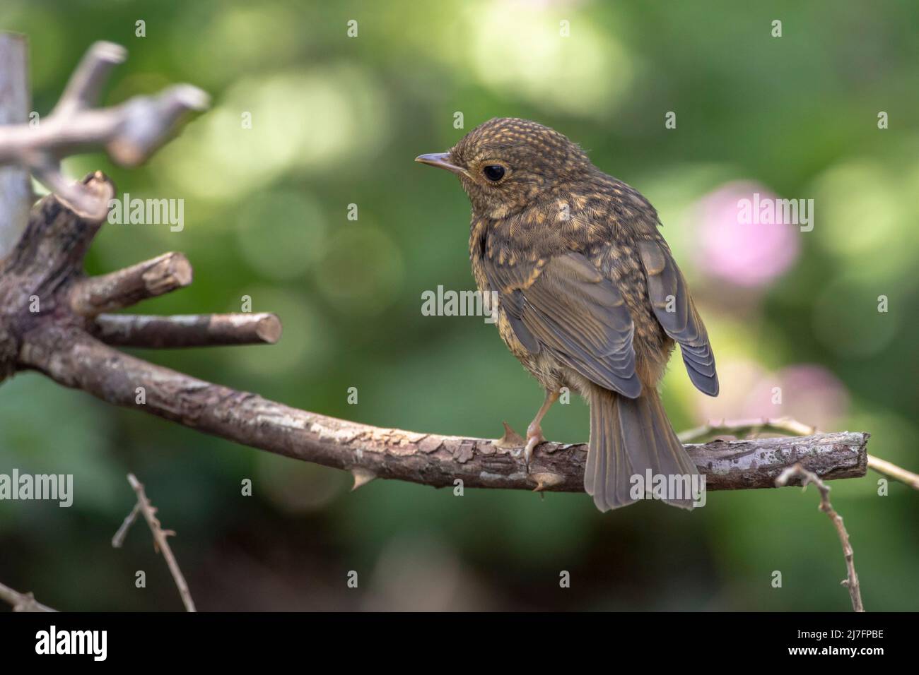 Jungling Robin (Erithacus rubecula) Sussex Garden, Großbritannien Stockfoto
