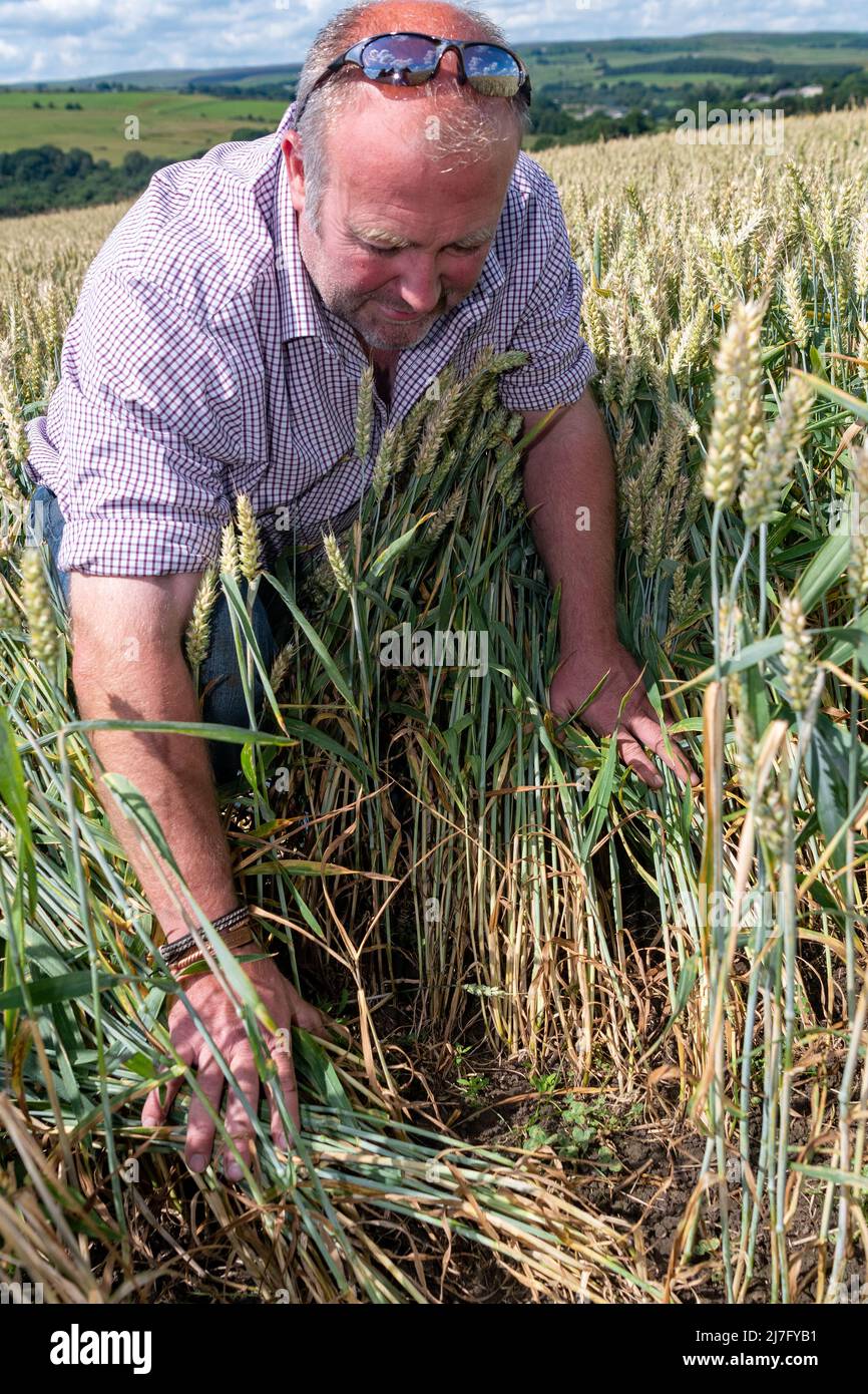 Landwirt, der seine Ernte von untergesät Weizen inspiziert. Durham, Großbritannien. Stockfoto