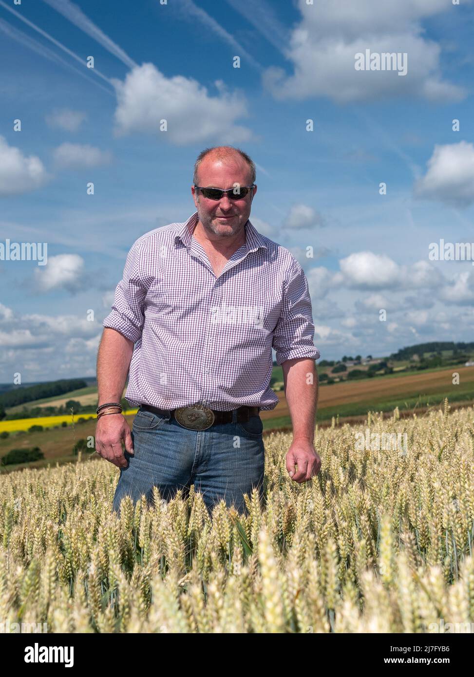 Farmer Inspektion seiner Ernte von Weizen, die unter gesät wurde mit Kleeblatt gehalten zu reduzieren Düngemittel-Inputs. Durham, Großbritannien. Stockfoto