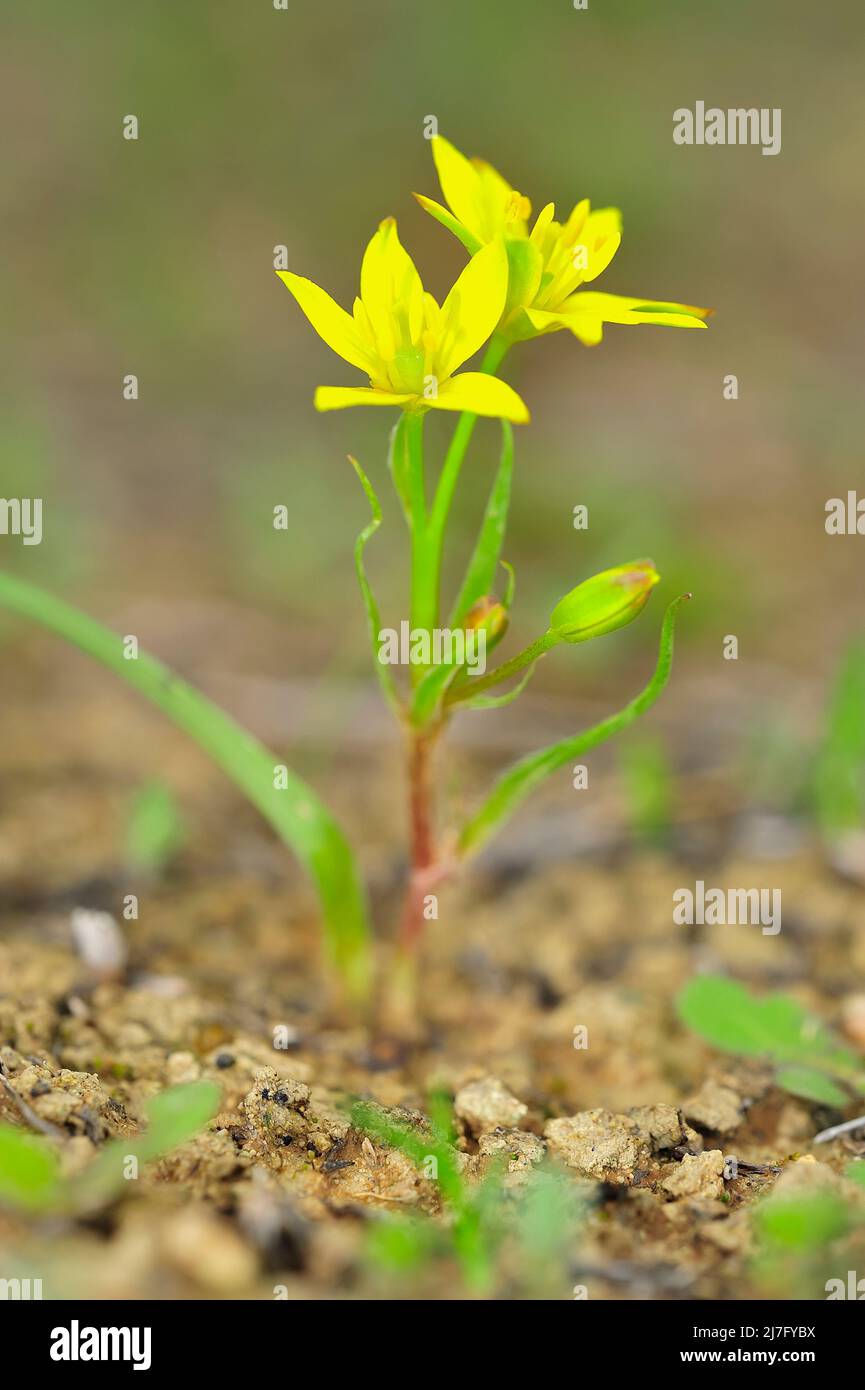 Gagea soleirolii - der gelbe Stern ist eine blühende Pflanze der Gattung Gagea aus der Familie der Liliaceae. Stockfoto