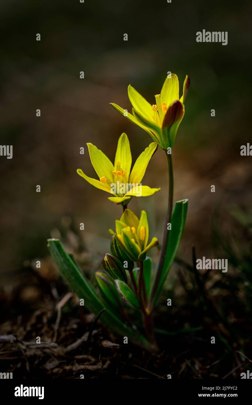 Gagea soleirolii - der gelbe Stern ist eine blühende Pflanze der Gattung Gagea aus der Familie der Liliaceae. Stockfoto