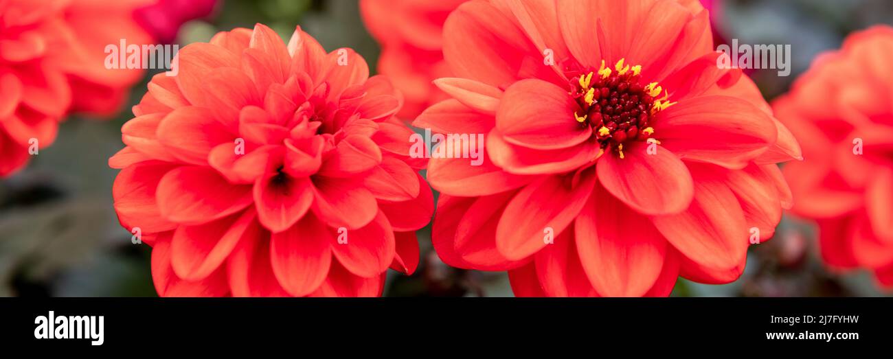 Nahaufnahme einer wunderschönen großen, leuchtend orangefarbenen Dahlia-Blütenköpfe. Dahlia-Banner. Stockfoto