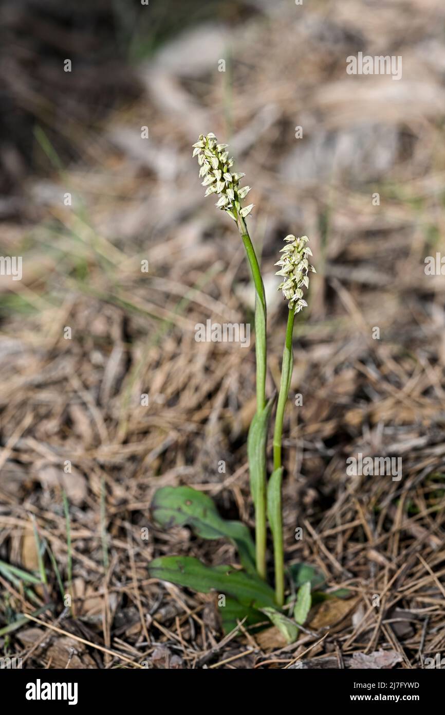 Neotinea maculata - ist eine Orchideenart in der Unterfamilie Orchidoideae Stockfoto