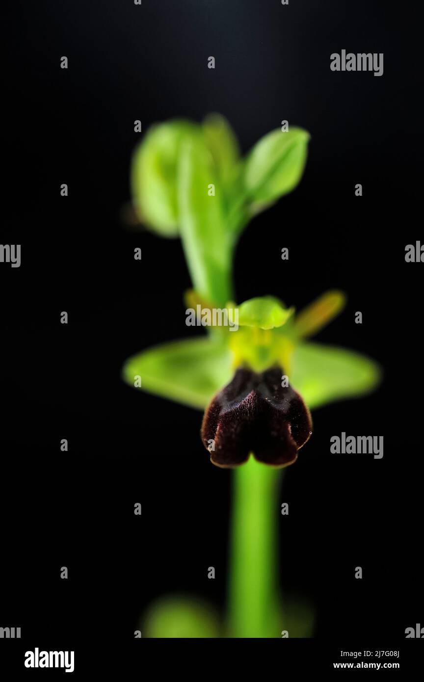 Ophrys Fusca ist eine Art monopodialer und terrestrischer Orchideen. Stockfoto