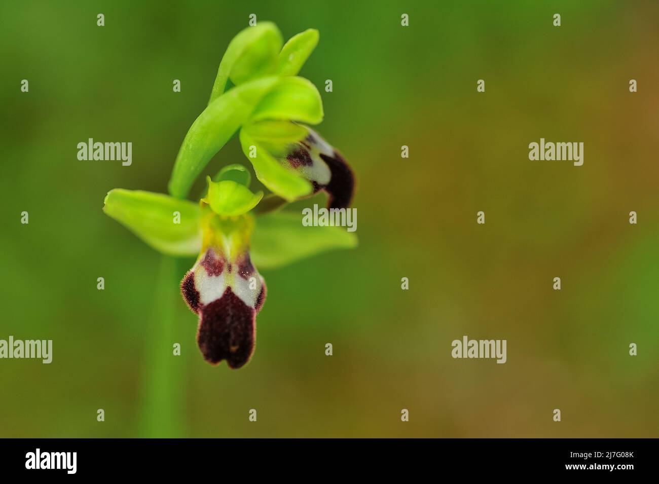 Ophrys Fusca ist eine Art monopodialer und terrestrischer Orchideen. Stockfoto