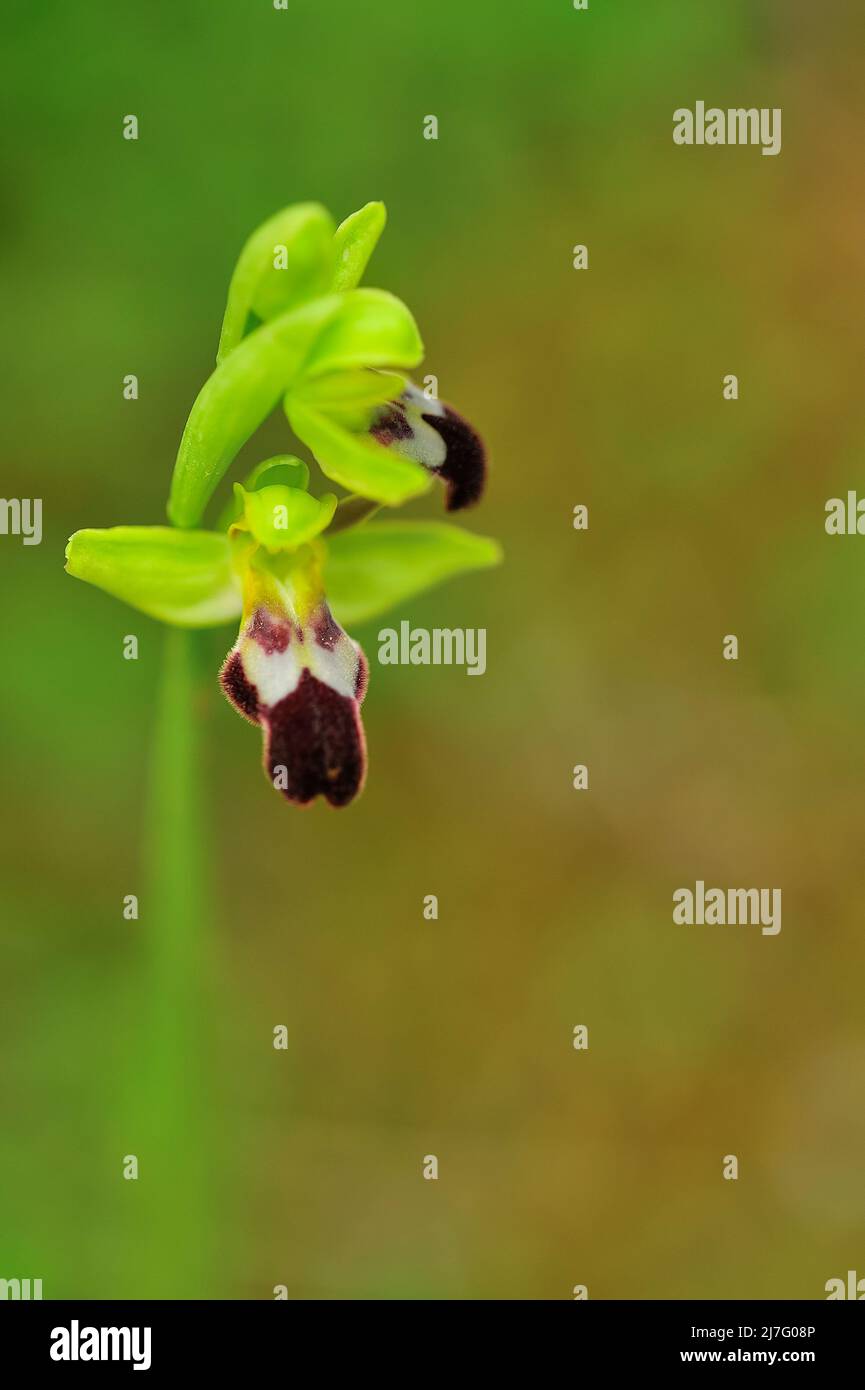 Ophrys Fusca ist eine Art monopodialer und terrestrischer Orchideen. Stockfoto