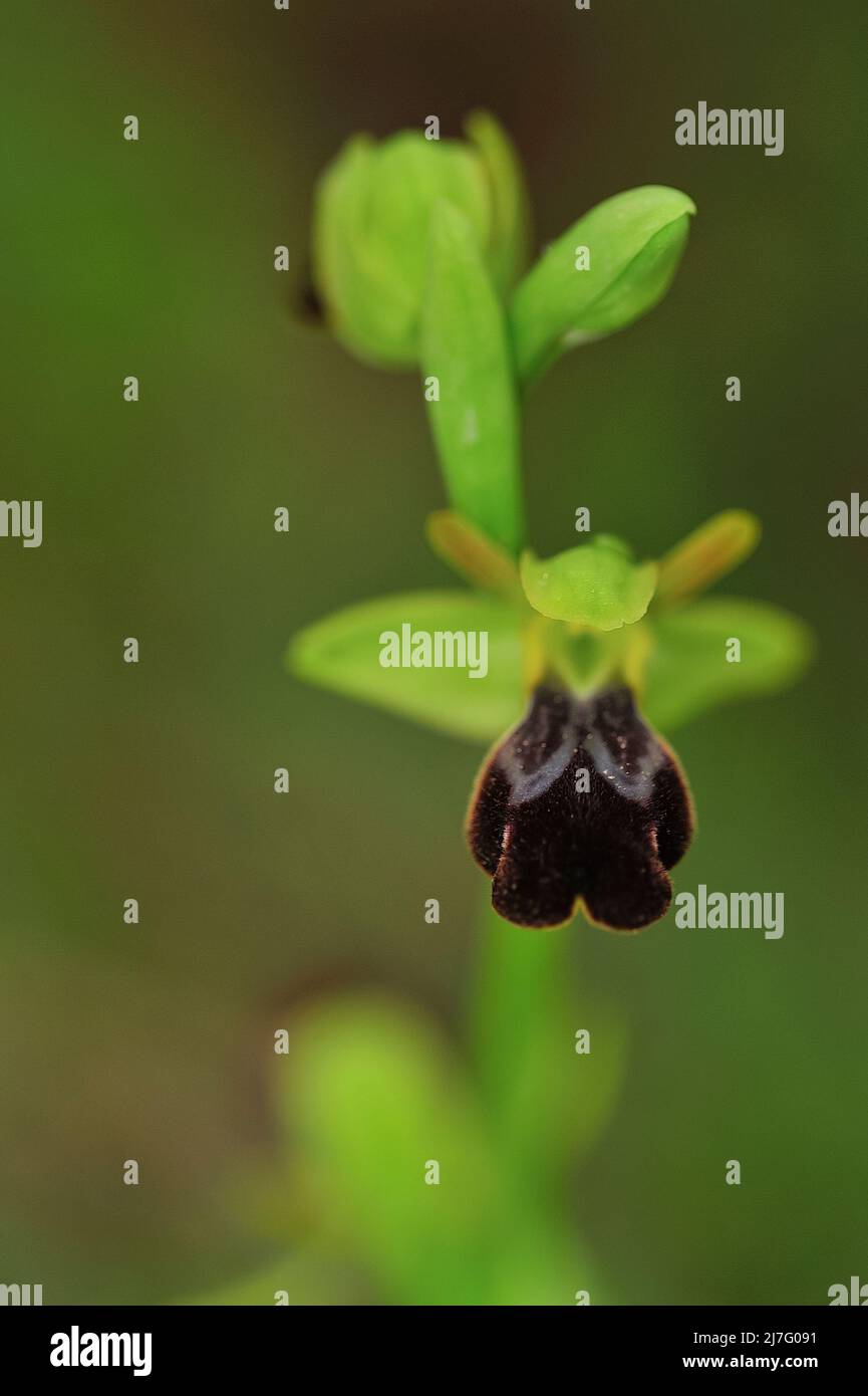 Ophrys Fusca ist eine Art monopodialer und terrestrischer Orchideen. Stockfoto