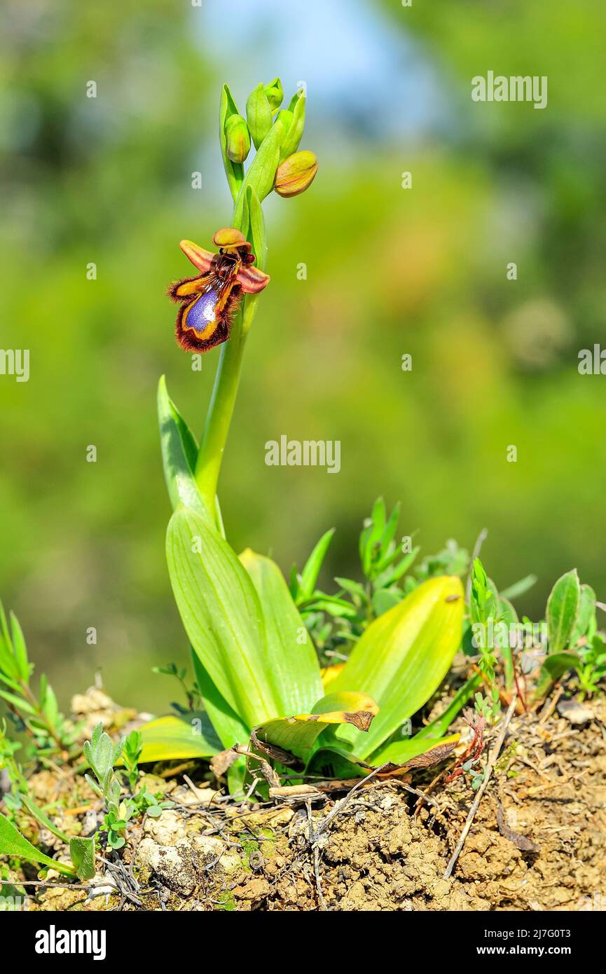 Ophrys speculum - ist eine Orchideenart, die Bienenorchideen genannt wird Stockfoto