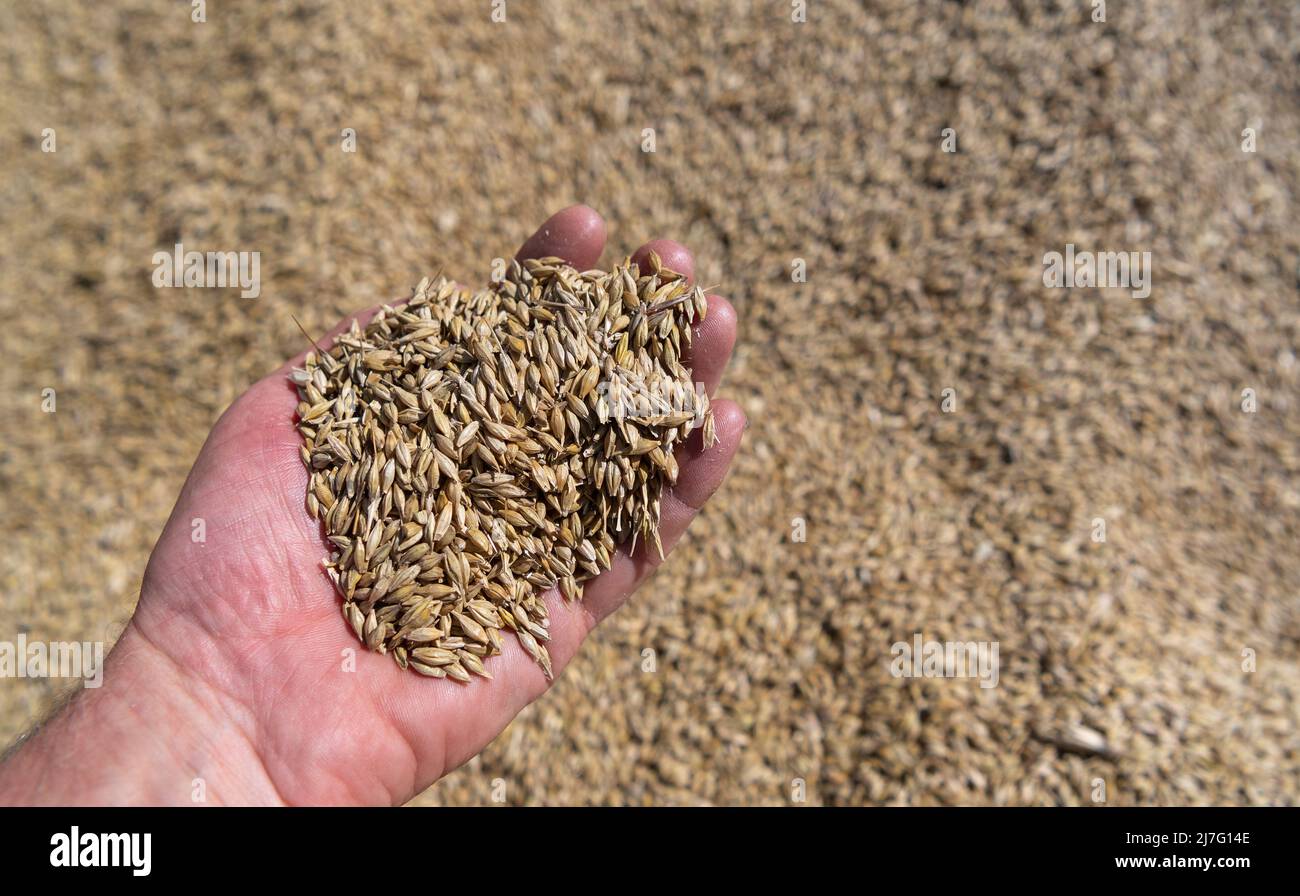 Hand hält frisch geerntetes Getreide. Stockfoto