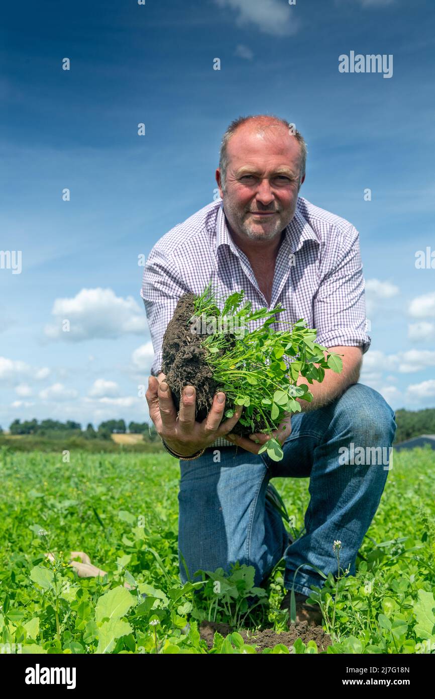 Landwirt, der sich die Bodenstruktur in einem Probegrundstück ansieht und sich anschaut, wie man die Bodenqualität verbessert und den Input senkt. Durham, Großbritannien. Stockfoto