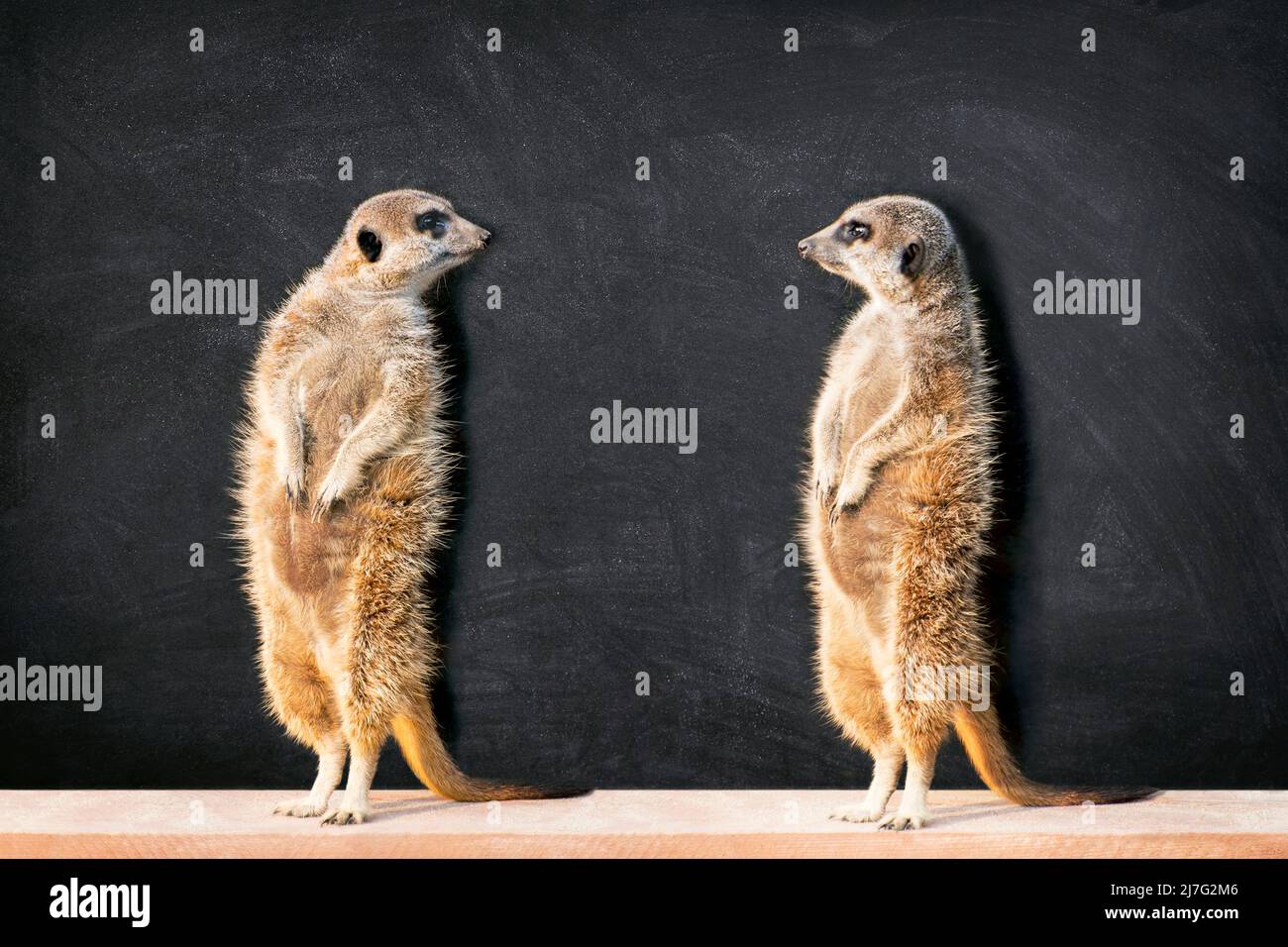 Porträt zweier Erdmännchen, die sich an der Tafel mit Kopierraum im Klassenzimmer stehend und anschauend gegenüberstehen. Stockfoto
