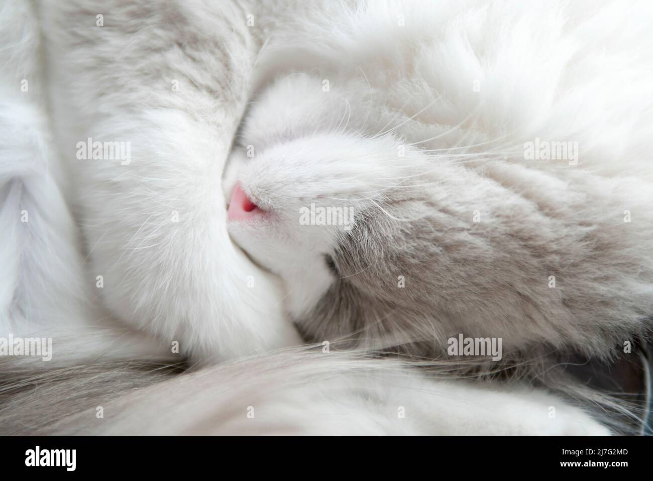 Eine schlafende weiße Ragdool-Katze rollte zu einem Ball. Nahaufnahme. Geringe Schärfentiefe. SDF. Stockfoto
