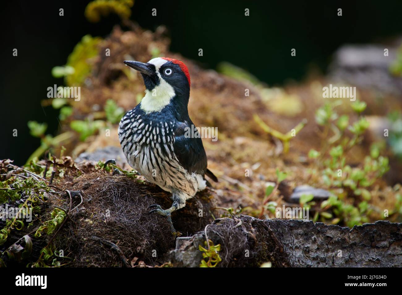 acorn-Specht (Melanerpes formicivorus), San Gerardo de Dota, Costa Rica, Mittelamerika Stockfoto