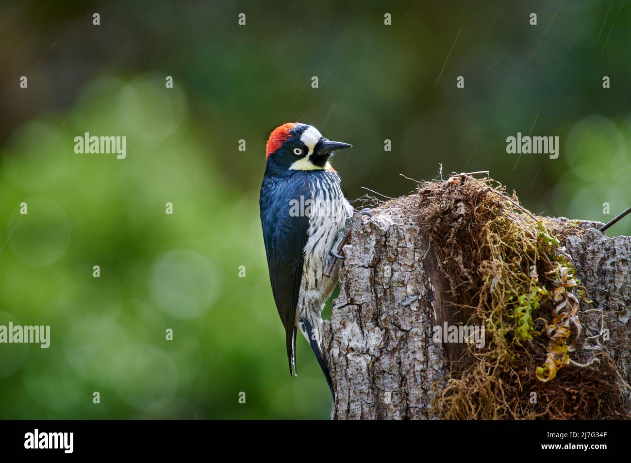 acorn-Specht (Melanerpes formicivorus), San Gerardo de Dota, Costa Rica, Mittelamerika Stockfoto