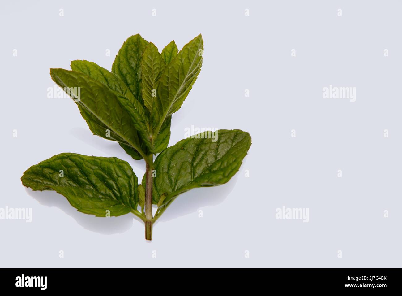 Minze Zweige Mai 2022 Stockfoto