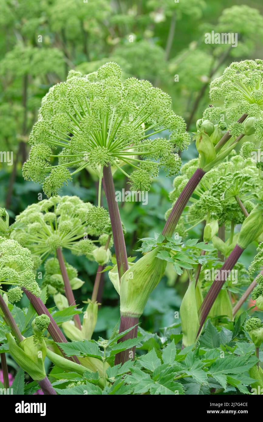 Angelica archangelica. Garden Angelica, wilder Sellerie und norwegische Engelwurz. Große runde Schirme, Pflanzen haben kulinarische oder medizinische Zwecke. Stockfoto