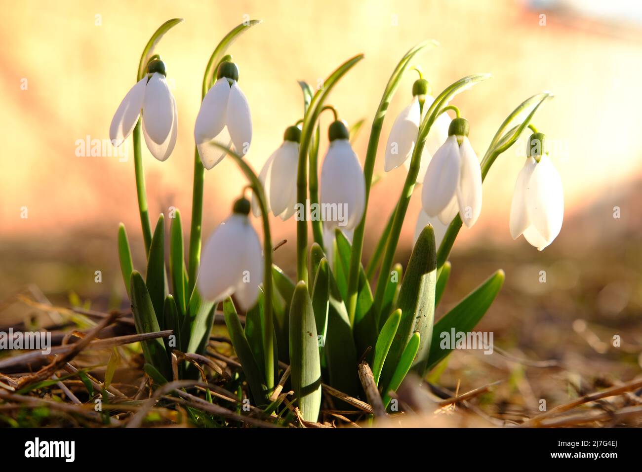 Ganz in der Nähe blühen Schneeglötblumen. Erste Frühlingsblumen Stockfoto