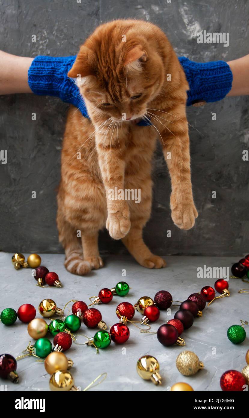 Hände einer jungen schönen Frau in blauen Fäustlingen, die eine rote Katze halten und versuchen, bunte Ornamente auf dem Weihnachtsbaum zu stehlen. Komposition auf grauem Kon Stockfoto
