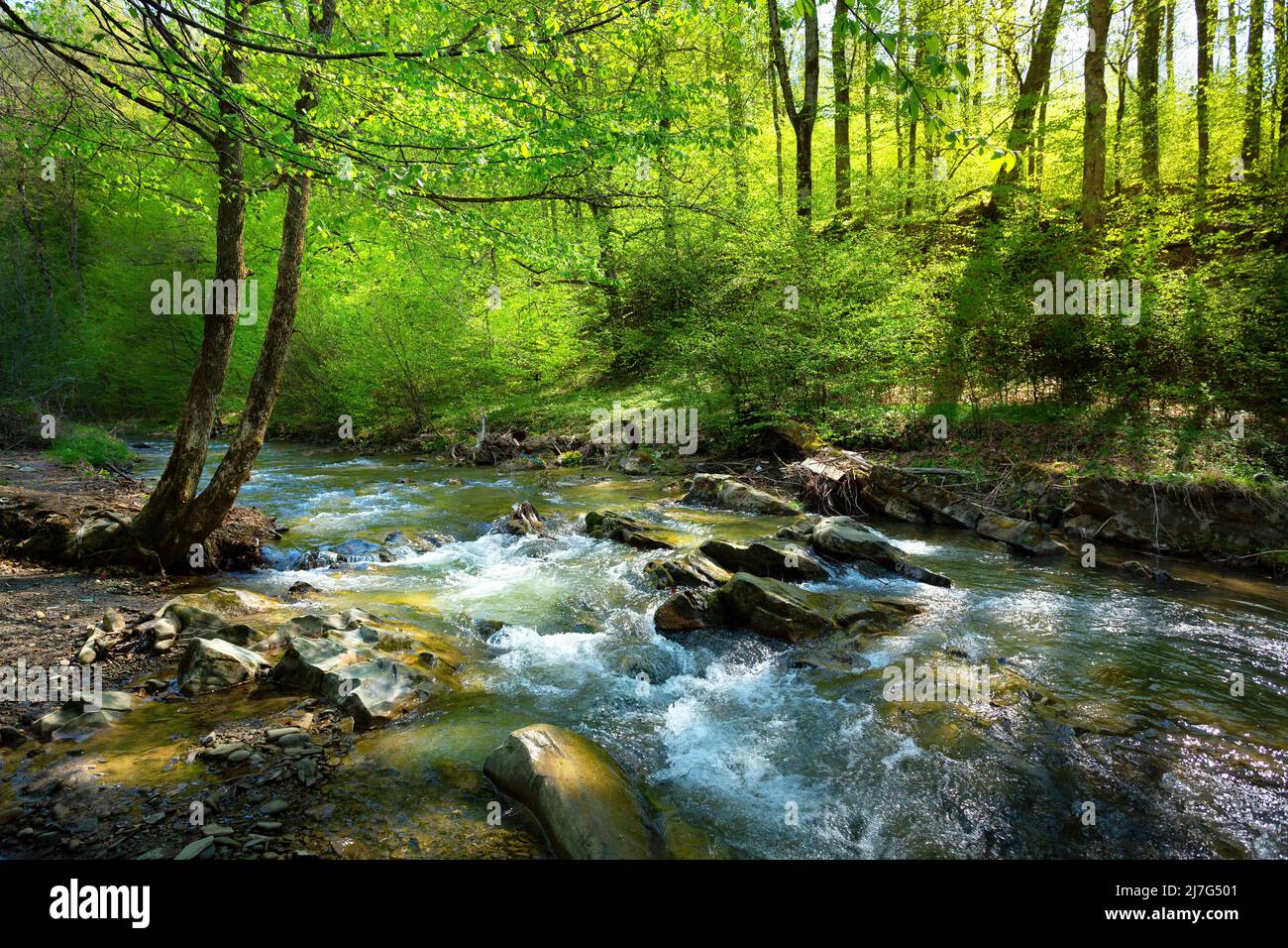 Frühlingslandschaft, Bergwald und Flussfelsen Stockfoto