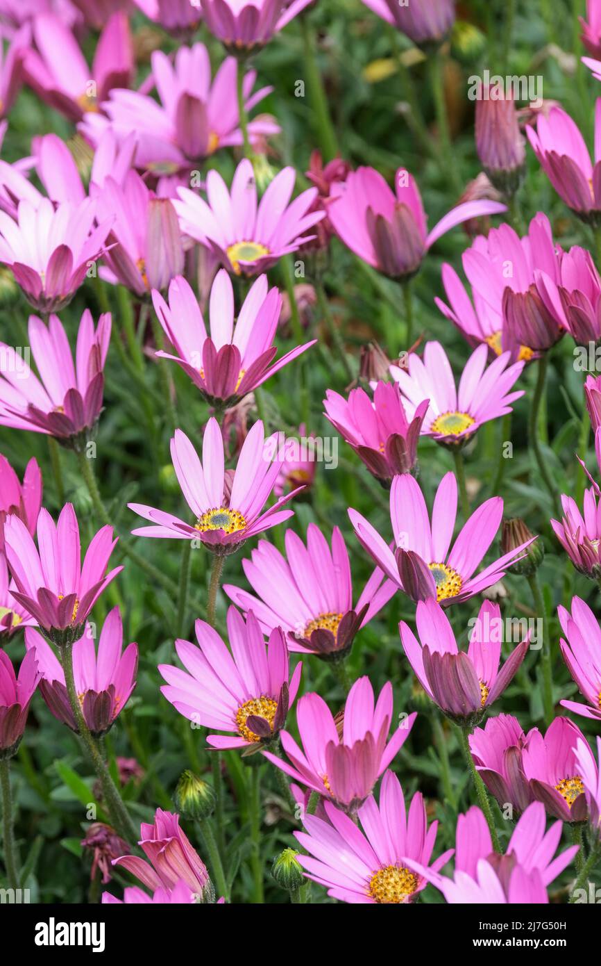 Osteospermum jucundum Varietät kompakt. Afrikanische Gänseblümchen, Zwerg Afrikanische Gänseblümchen. Tiefrosa, teilweise offene Blüten Stockfoto