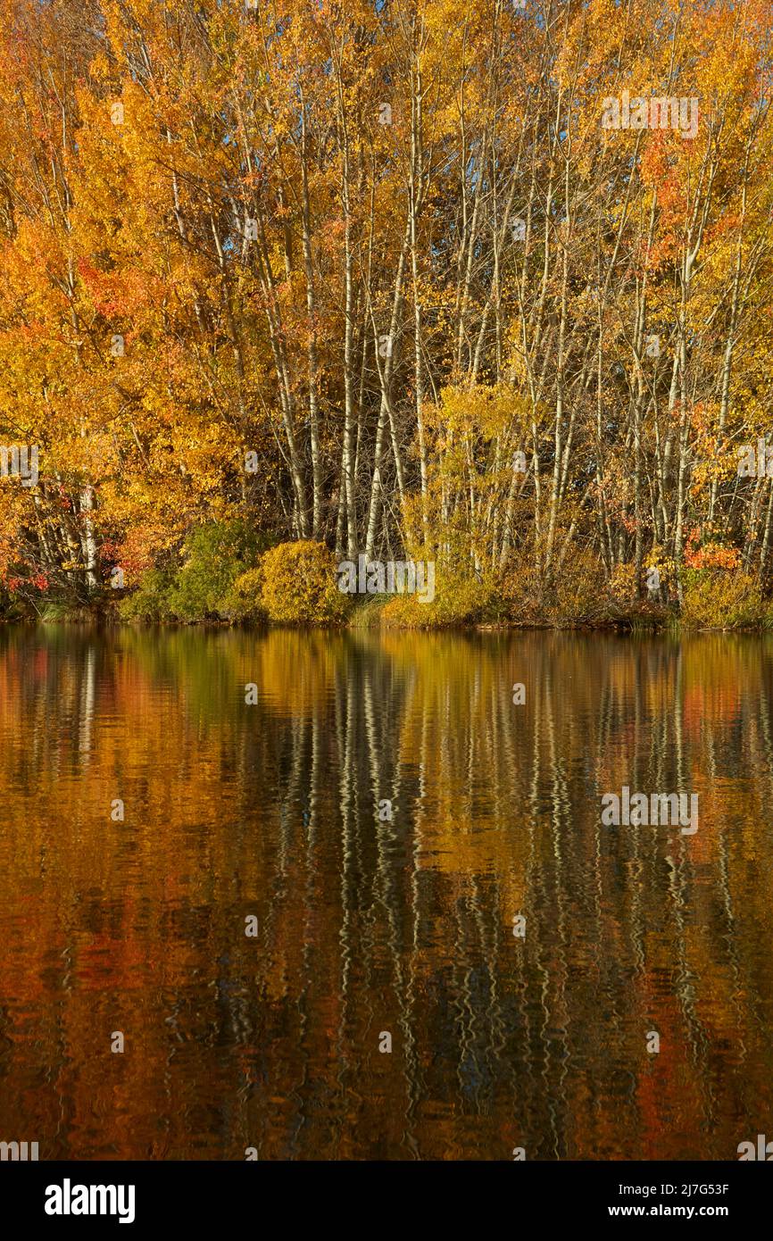 Herbstreflexionen in Kellands Pond, in der Nähe von Twizel, Mackenzie District, North Otago, South Island, Neuseeland Stockfoto