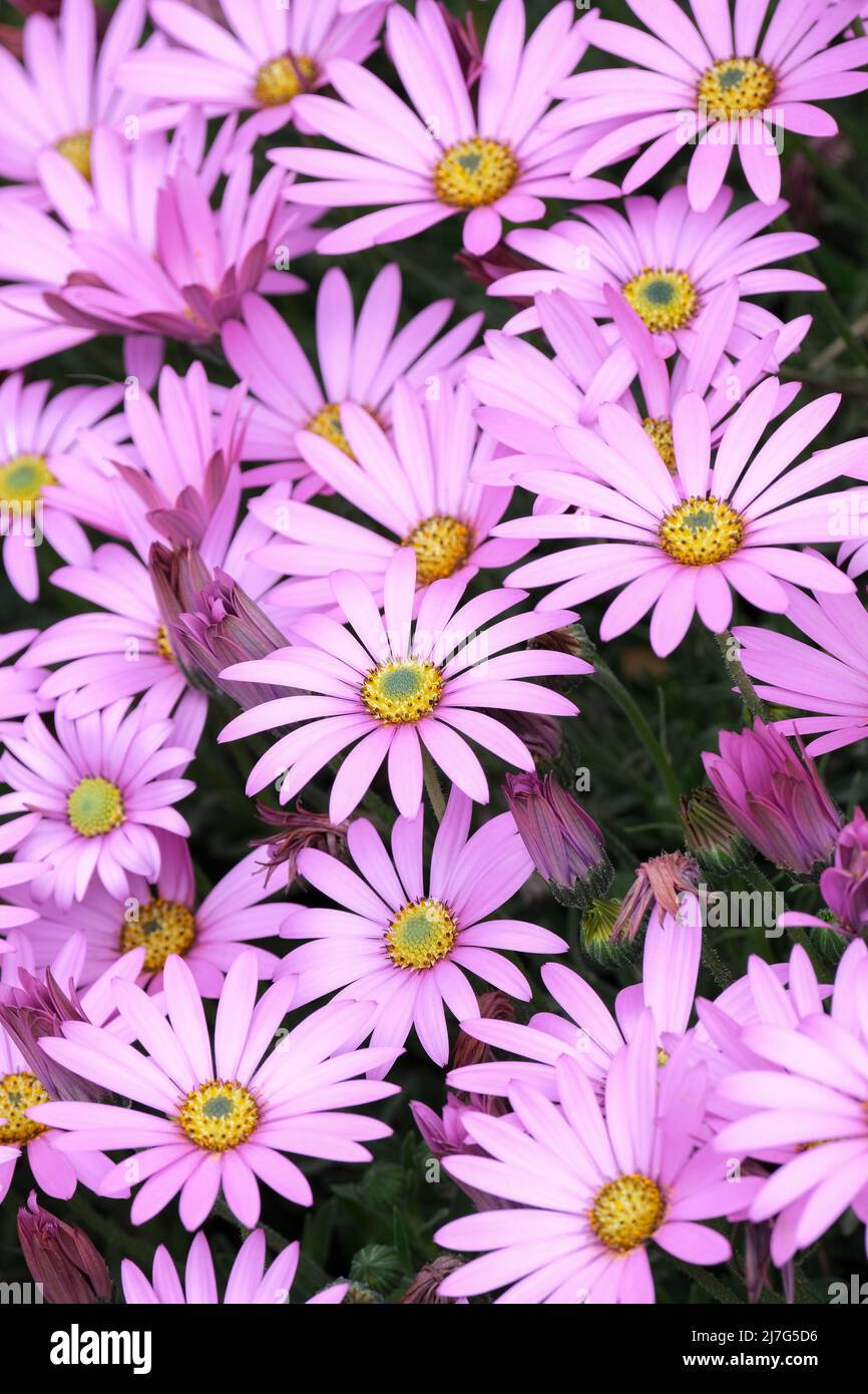 Osteospermum jucundum Varietät kompakt. Afrikanische Gänseblümchen, Zwerg Afrikanische Gänseblümchen. Tiefrosa Blüten Stockfoto