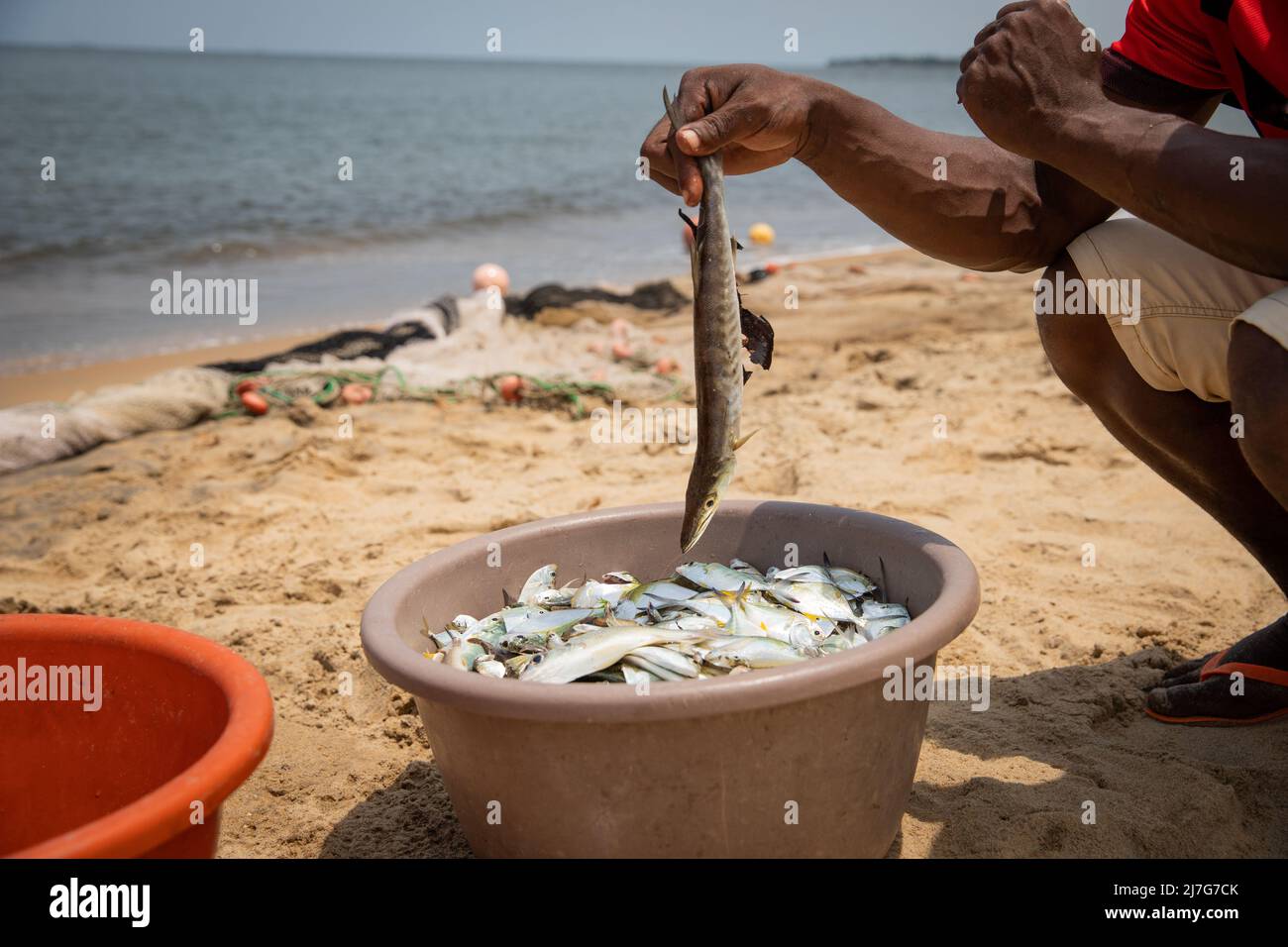 Nahaufnahme der Hand eines Fischers, der einen Fisch aus dem Fischeimer hob, den er gerade nach einer Angelsitzung gefangen hatte Stockfoto