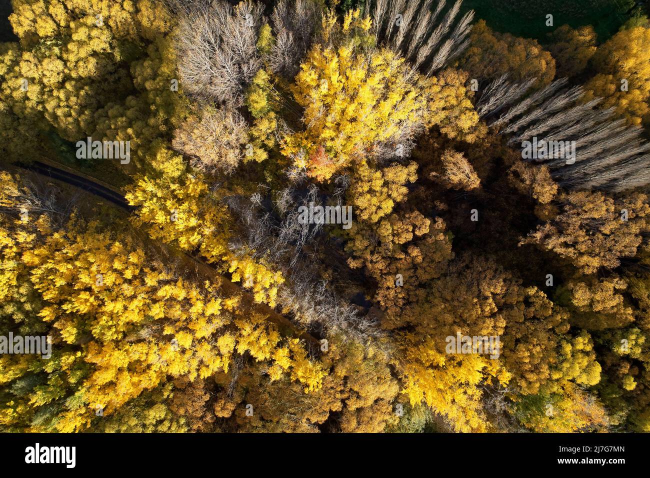 Herbstfarben neben Wairepo Arm, Twizel, Mackenzie District, North Otago, South Island, Neuseeland - Drohnenantenne Stockfoto