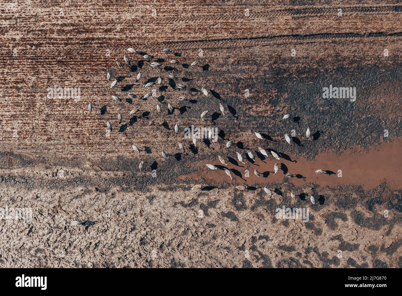 Schar von gewöhnlichen Kranichvögeln (Grus grus), die während des Frühjahrszuges in der Nähe des Teiches ruhen, von oben nach unten aus der Luft geschossen. Reiher sind Spitzenfeinde in Gewässern Stockfoto